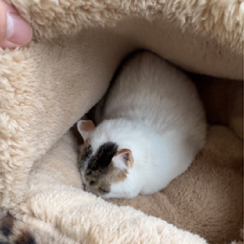 Close up of the soft inside