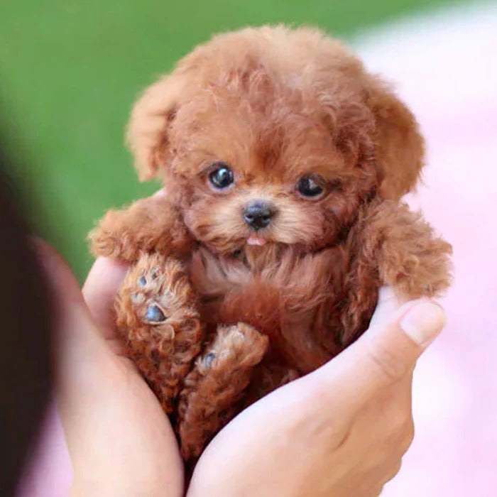 Brown robot puppy held in two hands