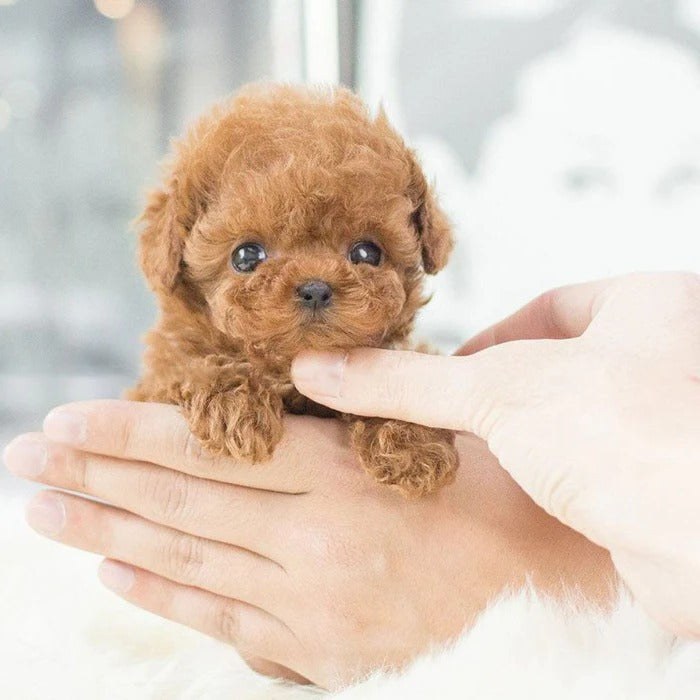 Brown robot puppy resting on a hand