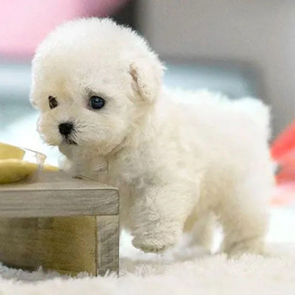 Interactive Robot Puppy Toy in white